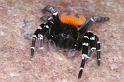 Eresus_sandaliatus_D3049_Z_89_NP De Hoge Veluwe_Nederland